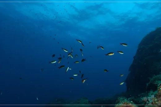 Reef wall, open water — placeholder photograph, not by the site owner.