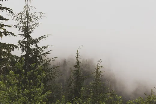 Dense mist over pines — placeholder photograph, not by the site owner.