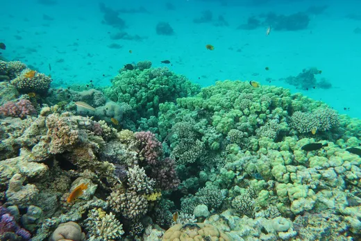 Shallow coral, Sharm el-Maya — placeholder photograph, not by the site owner.