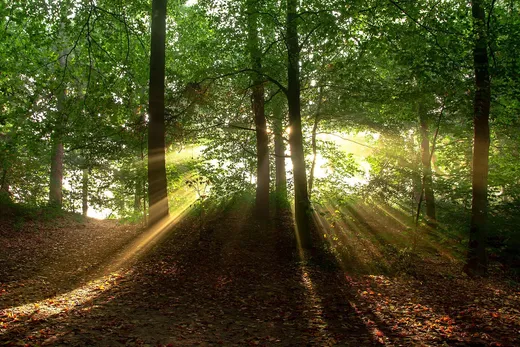 Forest sunrise — placeholder photograph, not by the site owner.