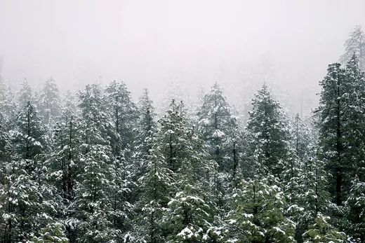 Snow-topped pines in fog — placeholder photograph, not by the site owner.